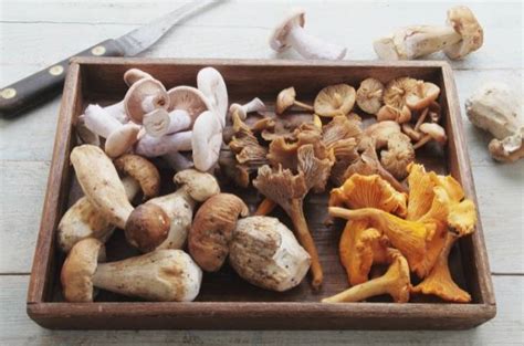 Craving mushrooms